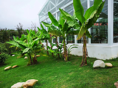 盆景园景色实拍