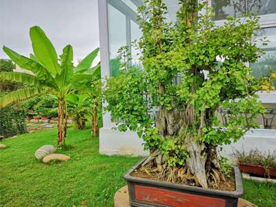 盆景园景色实拍